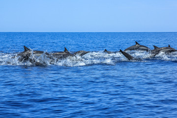 Hundert Delfine schwimmen und springen vor der Küste der Isla Espiritu Santo in Baja California, Mexiko.