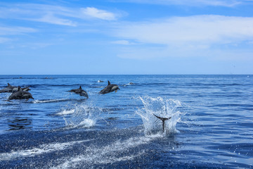 Fototapeta premium Dolphins jumping in Mexico. Isla Espiritu Santo near La Paz, in Baja California.