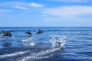 Sheer curtains Dolphin Dolphins jumping in Mexico. Isla Espiritu Santo near La Paz, in Baja California.