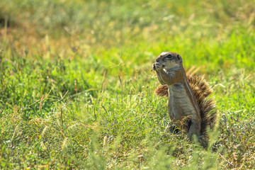 African squirrel standing in the grass during a safari in South Africa while eating.