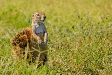 Close up of african squirrel standing in the grass during a safari in South Africa.