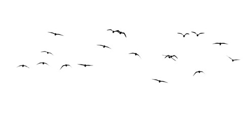 silhouette of a flock of birds on a white background