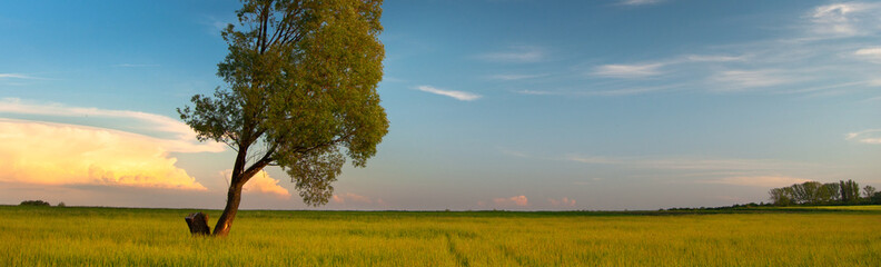 Fototapeta na wymiar Summer landscape showing field of grass and lonely tree on beautiful sunny day