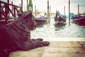 Giant Black Schnauzer is lying in front of gondolas in Venice (San Marco Square, Venice, Italy)....