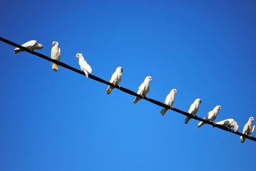 weiße Kakadus, Papageie in Australien auf einer Leitung sitzend, bzw, auffliegend, heißer Tag mit...