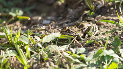 frog on nature