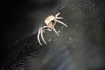 spider in its net