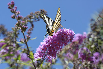 Mariposa sobre flores de lila
