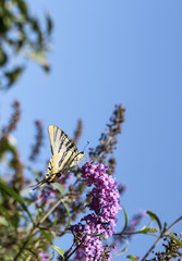 Mariposa sobre flores de lila