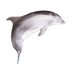 dolphin on a white background