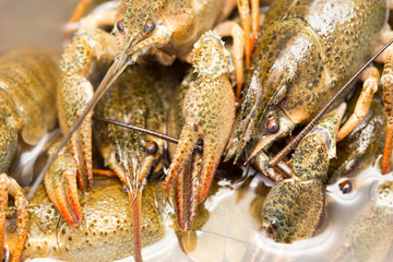 Live crayfish in the water as a background