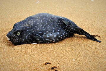 dead blowfish on the beach