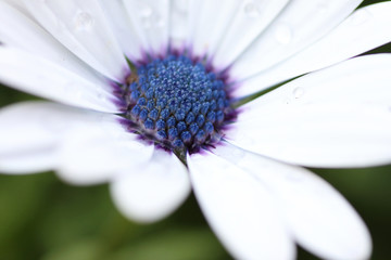 white daisy with water