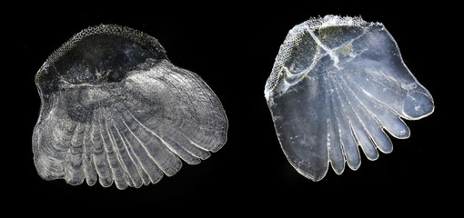 scale from Perca fluviatilis - Striped river perch - microscope photography