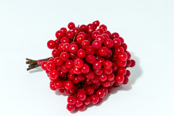 ripe berries of viburnum on white background