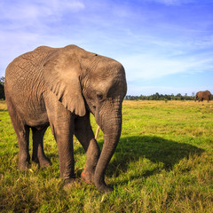 African elephant