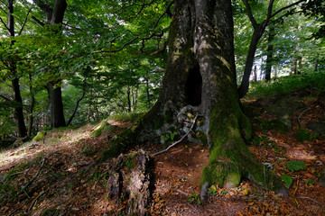 Blockschutthalde am Schafstein, Biosphärenreservat Rhön, Hessen, Deutschland