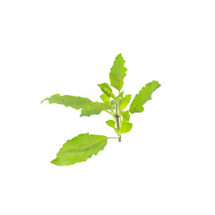 Holy Basil (Ocimum sanctum) isolated on a white background