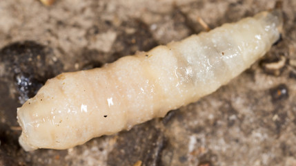White grubs in nature. macro