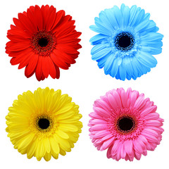 Set of colorful gerbera flowers