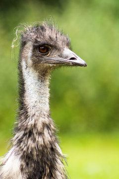 Vogelstrauß oder Emu