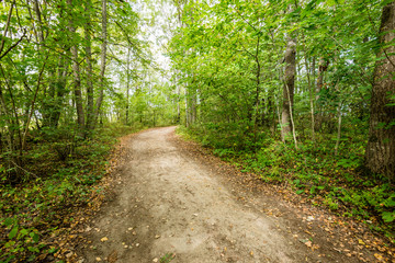 Obraz premium tourist trail in woods