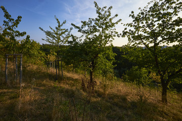 Streuobstwiesen am Kloster Posa bei Zeitz, Sachsen-Anahlt, Deutschland