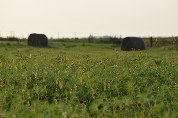 Hay Field