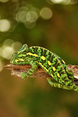 chameleon relaxing on a tree branch