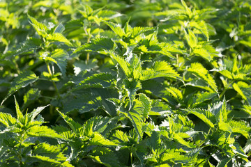 nettle leaves as a background