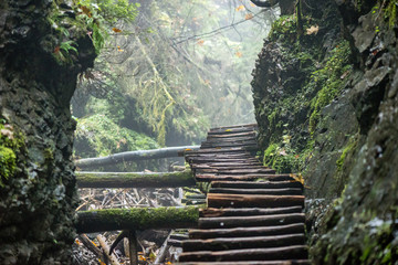 tourist trail in woods