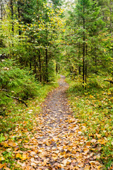 tourist trail in woods