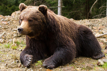 Obraz na płótnie Canvas Brown bears