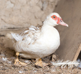 Portrait of white duck on a farm