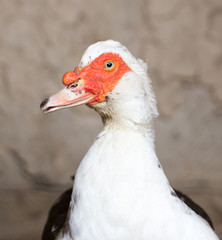 Portrait of white duck on a farm