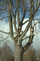 Birdhouses on a tree