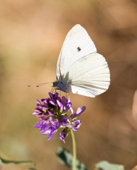 white butterfly on a blue flower