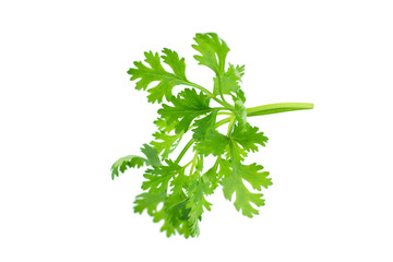 Green coriander isolation on a white background.