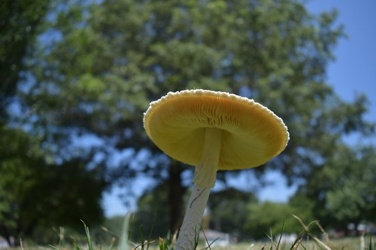 Underview Of A Mushroom