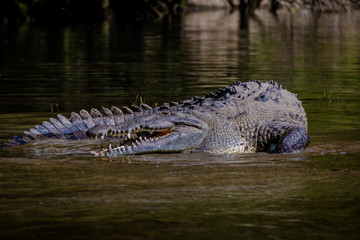 Crocodile at Sumidero Canyon - Chiapas, Mexico