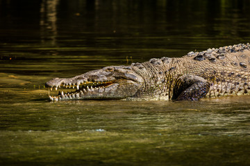 Crocodile at Sumidero Canyon - Chiapas, Mexico