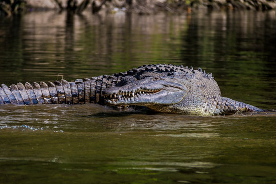 Crocodile at Sumidero Canyon - Chiapas, Mexico