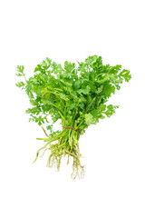 Green coriander isolation on a white background.