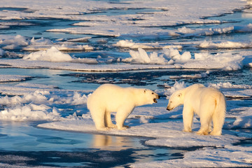 Polar Bear yelling at his friend on ice during sunshine