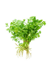Green coriander isolation on a white background.