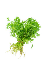 Green coriander isolation on a white background.