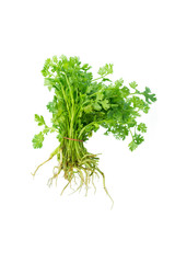 Fototapeta premium Green coriander isolation on a white background.