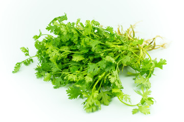 Green coriander isolation on a white background.