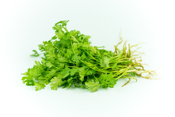 Green coriander isolation on a white background.
