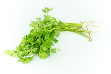 Green coriander isolation on a white background.
